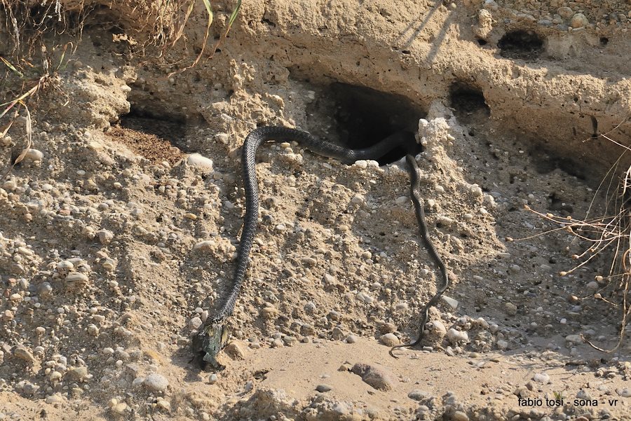 Il caparbio: predazione di biacco (foto-racconto)